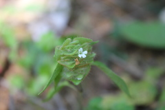 Phaulopsis imbricata
